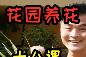 金边吊兰养护方法，能吸甲醛还美观，新手都能养的好#养花 #金边吊兰视频封面