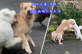 狗狗强势打架纠正方法，调整养法和管理它，给予它良好的社交！