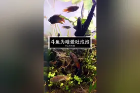 你知道为什么斗鱼喜欢跑到水面来吐泡泡吗？除了繁殖还有这个原因。#斗鱼斗鱼 #大家一起吐泡泡 #抖音小助手视频封面
