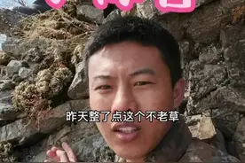 别看它是药材，但是做盆景更受大家欢迎#农村生活 #我的乡村生活 #三农 #农村 #涨知识 #盆景 #绿植 视频封面