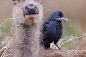 马鹿正在换毛，寒鸦组团从马鹿背上薅鹿毛筑巢 #探纪自然视频封面