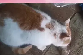 为什么猫咪会吃老鼠#猫 #萌宠 #猫咪的迷惑行为 视频封面