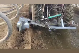 牛床后30cm清粪，效果不错。#奶牛 #现代农业