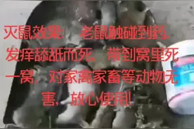 把膏刷到老鼠常出没地方:平地、电线、房梁墙角等，专治聪明狡猾不吃老鼠药的老鼠精 #养殖 #蔬菜 #鸡蛋 #猪视频封面