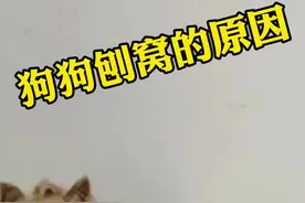 你知道狗狗睡觉前刨窝是什么原因吗？#狗狗#抖音小助手 #养宠日常