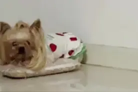 你知道狗狗睡觉前刨窝是什么原因吗？#狗狗#抖音小助手 #养宠日常