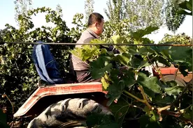 宁夏#葡萄酒 产业，承载了许多山区回族移民视频封面