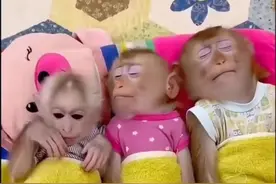 女孩在暴雨中救了一只小猴子，结果小猴子成了家里的保姆 #万物可爱计划 #可爱在我家 #户外出游录 #温馨互动记 #偶遇小流浪视频封面