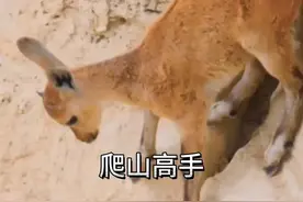 为躲避捕猎者。岩羊在陡峭悬崖安家 #看动物世界品百味人生 #野生动物零距离 #内容启发搜索视频封面