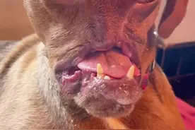 不要嫌弃它的容貌，它有一个光荣的职业那就是排爆犬，它现在的样子可能觉得很丑但这也是它光荣的荣耀，向这样的汪警致敬！点赞！#警犬 #工作中的警犬有多执着 #它只是不会说话其实它什么都懂 #狗狗视频封面