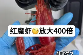 红魔虾可不可以生吃？显微镜放大红魔虾#显微镜下的世界 #科普一下 #实验室日常 #微观世界 #红魔虾视频封面