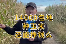 高投入，高风险，低回报，农民真难 #玉米价格 #农业种植 #农民种地不容易 @海涛说玉米—科学种田 @爱科农数字农业视频封面