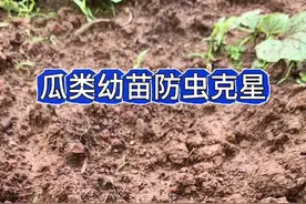 各种瓜类幼苗，防虫除虫#百虫清驱虫药 瓜苗移栽5天就可以喷#百虫清 快速除虫不作作物🈚️残留#百虫清好用又方便 #百虫清除虫剂 #百虫清只杀虫不伤花视频封面