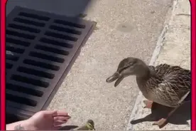 善良小姐姐救助下水道的鸭子 #动物救助 #善待动物关爱生命 #万物皆有灵性 #神奇动物在抖音 #内容启发搜索