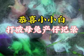 今天这只母兔打破之前产仔16只的纪录了，你们的兔子最多产仔多少只？#兔子生崽 #科学养兔 #兔子家的那些事 #萌宠日常记录视频封面