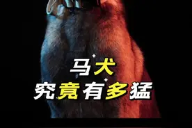 马犬究竟有多猛 #狗 #狗狗 #马犬 #警犬 #狗狗的心思都写在脸上了