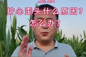 玉米拧心歪头什么原因？怎么解决#玉米视频封面