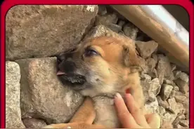 救助被毒蛇咬伤的小狗 #动物救助 #神奇动物在抖音 #流浪动物不流浪