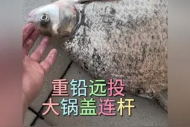 春天臭玉米打窝，大锅盖狂口连杆……#鱼获满满 #鳊鱼 #野钓 #闷杆 #爱生活爱钓鱼
