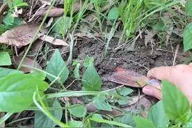 水蜈蚣#你的家乡有这种植物吗视频封面