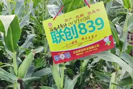 联创839高产抗病就是牛！
