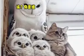 都吃老鼠，饮食习惯一样，是亲戚，没毛病 #猫跑到猫头鹰窝里面视频封面