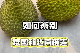 一个视频教你区分泰国金枕和越南金枕 #榴莲 #泰国榴莲 #越南榴莲 #双11在抖音商城买什么 #双11零食抢先囤视频封面