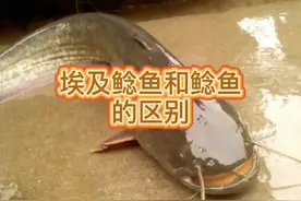 鲶鱼跟埃及鱼的区别  #快来一起尝个鲜