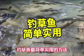 钓草鱼，最简单实用的方法，非常高效。#草鱼  #钓鱼技巧