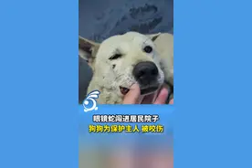 江西赣州一条眼镜蛇闯进居民院子，狗狗为保护主人被咬伤。视频封面