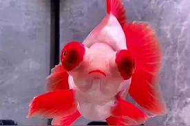 上海展金鱼比赛，十二红蝶尾全场总冠军，确实漂亮！#水族视频封面