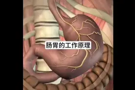请爱惜自己身体每一个器官？你知道食物在人体消化的过程？