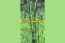 我国中草植物大约有12000种，其中有许多植物外形十分的相似，今天就和大家一起分享一下。#大自然的馈赠 #蒲公英 #桑葚 @抖音短视频