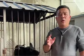 #黑狼幼犬 #养狗经验分享 #黑狼犬 #养狗小知识 #养狗人视频封面