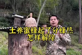 土养蜜蜂起了分蜂热怎么解除，小文给大分享这4点解除自己蜜蜂的分蜂热，让您不再损失蜜蜂#养蜂 #诱蜂 #养蜂技术 #三农 @抖音短视频视频封面