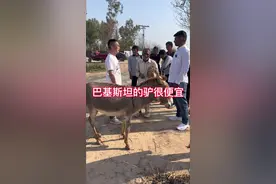 巴铁的驴确实便宜..#巴基斯坦 #中巴友谊#海外生活