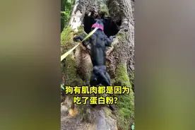 狗有肌肉都是因为吃了蛋白粉？蛋白粉有那么神奇吗？ #猛犬视频封面