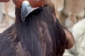 金雕霸气狩猎野狼#神奇的动物在这里 #解说版动物世界