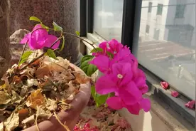 种了6年的三角梅，放四楼封闭阳台，全日照视频封面