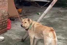 狗狗看着主人将行李一件件搬走，以为自己被抛弃，满眼悲伤地望着主人。#狗狗#萌宠#萌宠出道计划 #动物的迷惑行为 #神奇动物在抖音视频封面