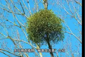 东北神奇植物《槲寄生》，在东北寒冷冬季仍然翠绿开花结果。