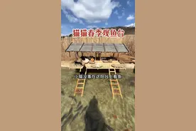 万物复苏的猫猫草场竟然迎来了一场大雪 #流浪猫 #卫仕 #卫仕科学共生公益 #万物可爱计划