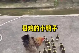 母鸡的小鸭子 #有趣 #搞笑视频封面