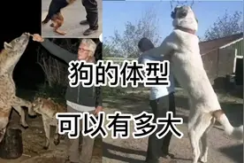 鬣狗体型比狗大？ 狗的体型到底可以有多大