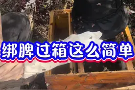 绑脾过箱方法新手养蜂看过来 #蜜蜂过箱 #绑脾过箱 #养蜂技术分享 #蜜蜂养殖 #养蜂人视频封面