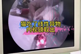 猫吃了线性异物内视镜取出#兽医日常 #猫吃线头 #猫胃肠道异物视频封面