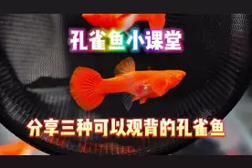 孔雀鱼小课堂之分享三种观背的孔雀鱼品种！