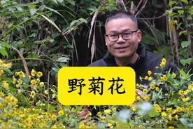 野菊花及常见菊科植物介绍 