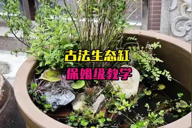 懒人养鱼天花板，古法生态缸保姆级教程来了！ 不用打氧视频封面