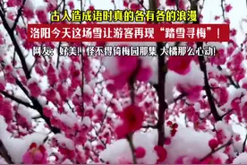 洛阳今天这场雪让游客再现“踏雪寻梅”！ 网友：古人造成语时真的各有各的浪漫~#洛阳 #下雪